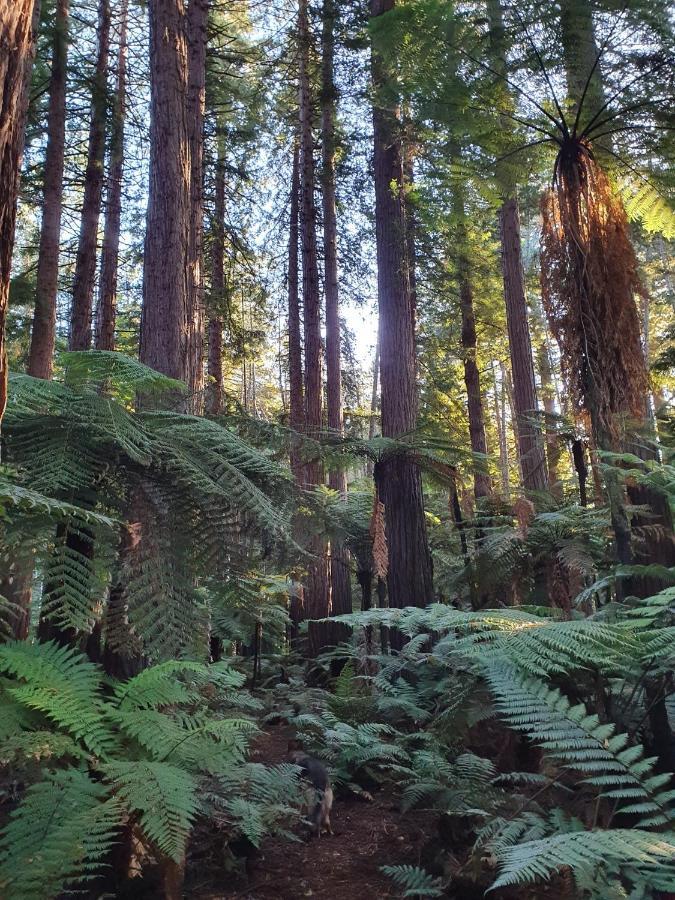 Folia Domus Nz, Redwoods, Mbt Vila Rotorua Exterior foto